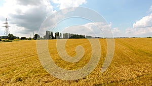 Yellow wheat field with road and cars