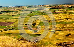 Yellow Wheat Fields Farms Palouse Washington