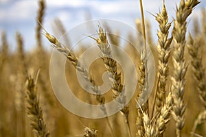 Yellow wheat fields, harvest time.