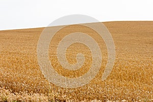 yellow wheat fields sown on sunny day