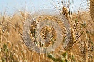 Yellow wheat grain ready for harvest growing in a farm field