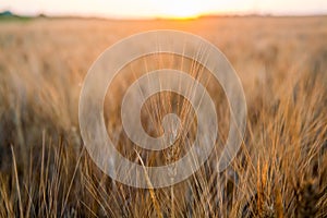 Yellow wheat grain ready for harvest growing in a farm field