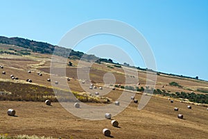 Yellow wheat grain ready for harvest growing in a farm field