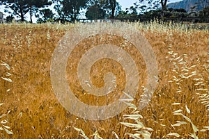 Yellow wheat grain ready for harvest growing in a farm field