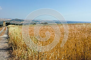 Yellow wheat grain ready for harvest growing in a farm field