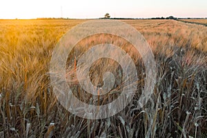 Yellow wheat grain ready for harvest growing in a farm field