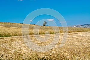 Yellow wheat grain ready for harvest growing in a farm field