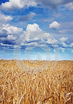 Yellow wheat at harvesting time