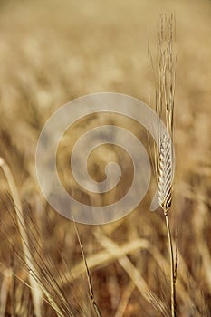A yellow wheat head in a wheat field