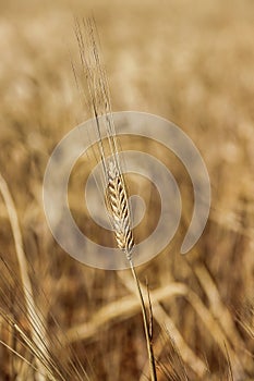 A yellow wheat head in a wheat field