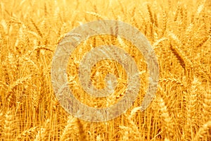 Yellow Wheat Rice Harvests abstract nature background