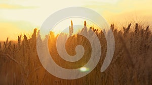 Yellow wheat spike close-up in sunlight glint at sunset