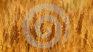 Yellow wheat spike close-up in sunlight glint at sunset