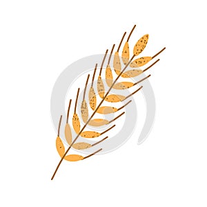 Yellow wheat spikelet with grains isolated on white background. Simple crop sign. Design element. Monochrome flat photo