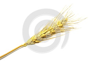 Yellow wheat on white background. Ear isolated