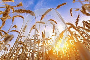 The yellow wheatfield at Sun Light,  Growing Wheat