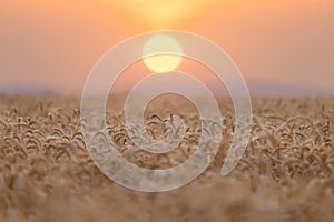 The yellow wheatfield at Sunset, shallow depth of field, Israel,