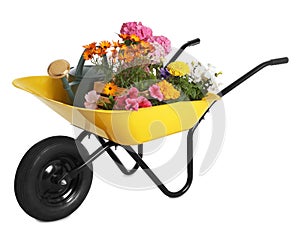 Yellow wheelbarrow with flowers and gardening tools isolated on white