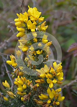 Yellow Whin Bush Blooming in Northern England in the Spring