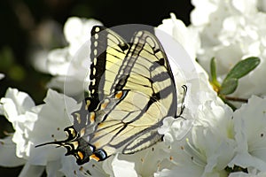 Yellow and white