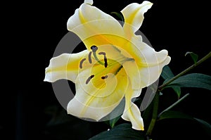 Yellow and white Asiatic lily flower with stamen and pistils