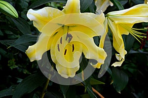 Yellow and white Asiatic lily flower with stamen and pistils