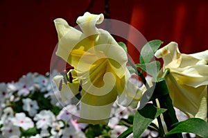 Yellow and white Asiatic lily flower with stamen and pistils