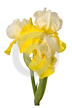 Yellow and white bearded iris flower isolated