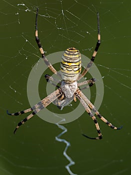 Yellow, white and black striped spider argiope bruennichi in its web