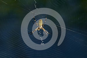 Yellow, white and black striped spider argiope bruennichi in its web