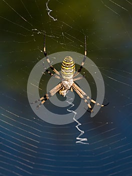 Yellow, white and black striped spider argiope bruennichi in its web