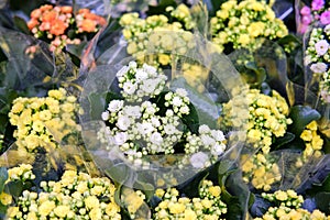 Yellow and white bouquets kalanchoe is a genus of ropical, succulent flowering plants in the family Crassulaceae, mainly native to photo