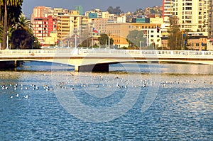 Yellow and white bridge in Vina del Mar, Chile photo