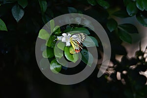 Yellow white butterflies perch on tree