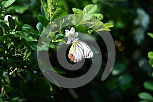 Yellow white butterflies perch on trees
