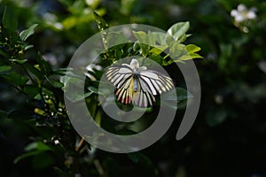 Yellow white butterflies perch on trees