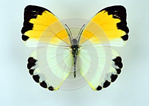 Yellow white butterfly Nepheronia aglia female isolated on white. Pieridae.