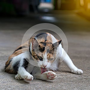 Yellow and white cat licking himself.