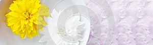Yellow and white chrysanthemum banner in a cup with water on a background of pink faux fur.