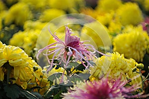 Yellow and white chrysanthemum, a variety of Chrysanthemum Exhibition