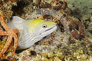 Yellow and white colored fish on Maldive islands.  Scuba diving