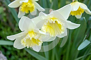 The yellow-white daffodil, also known as lent lily, is the best known plant from the daffodil genus