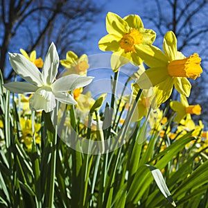 Yellow and white daffodil flowers under spring sun and blue sky, soft focus close up, in Djakneberget park in Vasteras