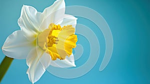 Yellow white daffodil, narcissus, jonquil flower close up on bright blue background with copy space for text. Blank template for