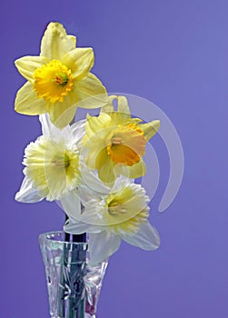 yellow and white Daffodils flowers, Narcissus, in glass flower vase in early Spring