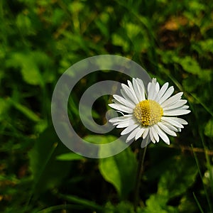 Yellow white Daisy flower with little green grass