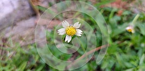 Yellow white flower photo