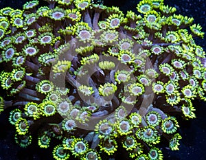 Yellow and White Flower Pot Coral Goniopora