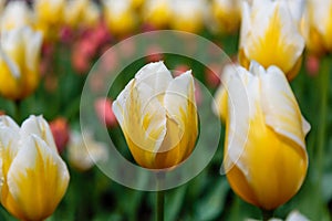 Yellow and white flower of tulip sort Orange Cassini