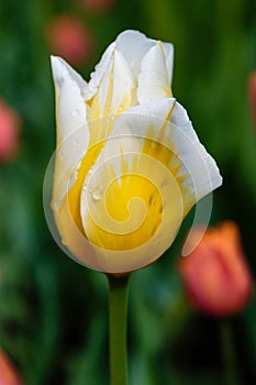 Yellow and white flower of tulip sort Orange Cassini